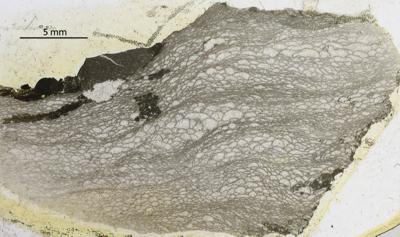https://files.geocollections.info/large/0d/da/0dda10a1-25ee-44a7-9212-a0efbe4169e3.jpg