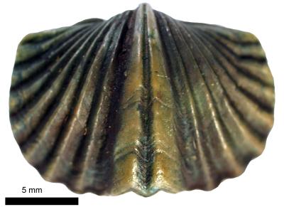 https://files.geocollections.info/large/0d/e5/0de588c0-b1d6-4a5a-b2a4-0b640c7e3113.jpg