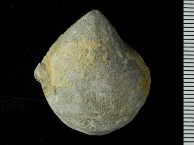 https://files.geocollections.info/large/0e/21/0e211210-78fe-49ca-a49a-38cfaab62014.jpg