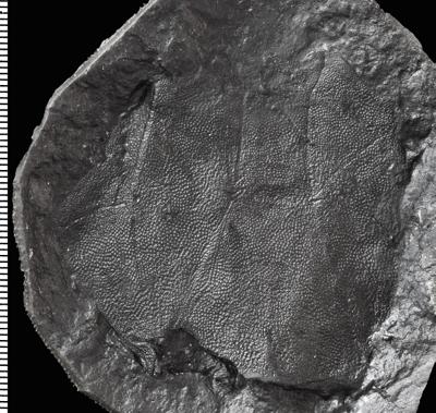 https://files.geocollections.info/large/0e/33/0e3358e9-d6a3-4c1e-8452-f25904d5e9c0.jpg