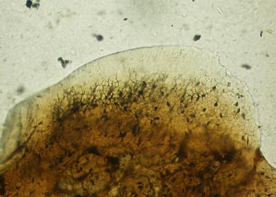 https://files.geocollections.info/large/0e/55/0e5586fb-1f64-43df-ae32-02679f7418e5.jpg