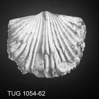 https://files.geocollections.info/large/0e/9b/0e9bd217-75d2-4b09-959b-51ae8105ffd3.jpg