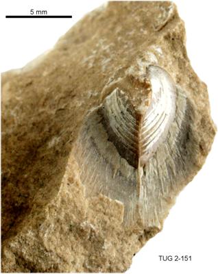 https://files.geocollections.info/large/0e/b7/0eb74d85-03ed-446c-a76a-fa28e229c4ae.jpg