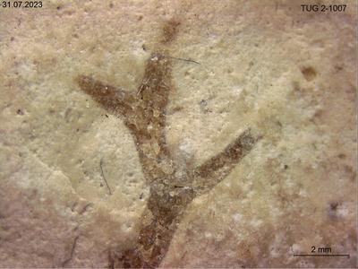 https://files.geocollections.info/large/0e/cd/0ecd007c-b56e-429f-8152-4bd340689b8d.jpg