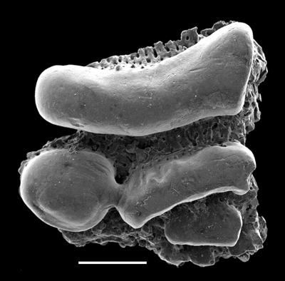 https://files.geocollections.info/large/0e/d4/0ed430b2-de0b-400e-8829-680985c8c4bc.jpg