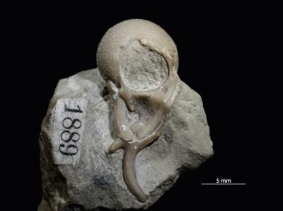 https://files.geocollections.info/large/0e/e6/0ee6a5d6-53d4-4b51-be9c-0136b246b8ac.jpg