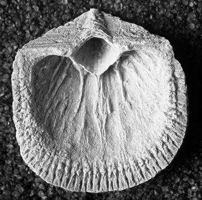https://files.geocollections.info/large/0f/00/0f0028f0-831f-44b4-ae2f-0d0741041f89.jpg