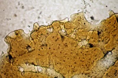 https://files.geocollections.info/large/0f/09/0f0944ab-3449-46b2-a445-dd0674d15790.jpg