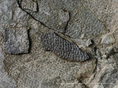 https://files.geocollections.info/large/0f/11/0f11560b-2224-484c-9ac7-1ea915009d65.jpg