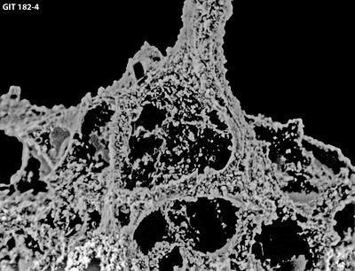 https://files.geocollections.info/large/0f/13/0f13ec09-f02a-4377-aa3b-c27e8cc57443.jpg