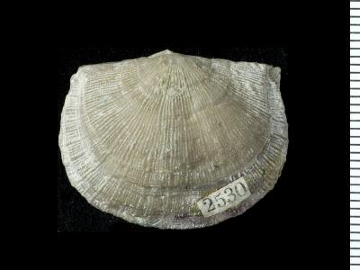 https://files.geocollections.info/large/0f/28/0f28d293-45a8-47c3-9a93-2c0a49c3993b.jpg