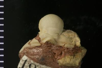 https://files.geocollections.info/large/0f/40/0f40eb78-22f9-4e90-a290-4c1daf96d395.jpg