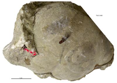 https://files.geocollections.info/large/0f/5d/0f5d5767-bad5-4d10-a5d1-2112cbdd4031.jpg