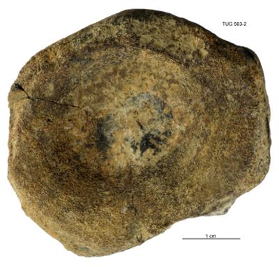 https://files.geocollections.info/large/0f/6d/0f6d84a2-8964-4d19-a39c-f6946233aa2a.jpg