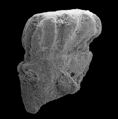 https://files.geocollections.info/large/0f/9d/0f9daf85-e9fa-4d8e-a388-edbfed8fcce9.jpg