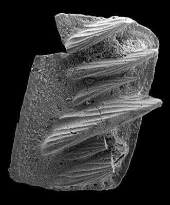 https://files.geocollections.info/large/0f/a6/0fa614d0-dfb5-451d-91b8-a42c64a3b8f0.jpg