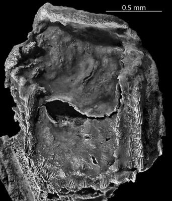 https://files.geocollections.info/large/0f/a7/0fa76e4d-4bb1-42ce-85e6-a19d53959804.jpg