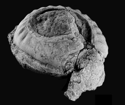 https://files.geocollections.info/large/0f/c2/0fc22b92-23de-42ad-8e70-095d76c2019a.jpg