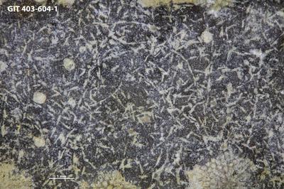 <i></i><br />Ohesaare cliff,  m, Ohesaare Stage