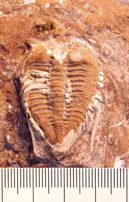 https://files.geocollections.info/large/0f/f4/0ff4dd7f-d77d-4303-a37a-cc62707dbc73.jpg