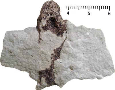 https://files.geocollections.info/large/0f/ff/0fff53fa-77b6-48c3-8fdb-4838cbec1ccc.jpg