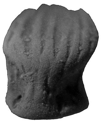 https://files.geocollections.info/large/10/02/1002136e-b450-4014-b3fa-287c38b3ec80.jpg