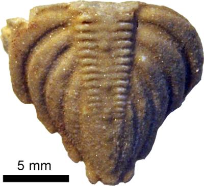 https://files.geocollections.info/large/10/06/1006b827-4e85-4692-b06c-6afece903727.jpg