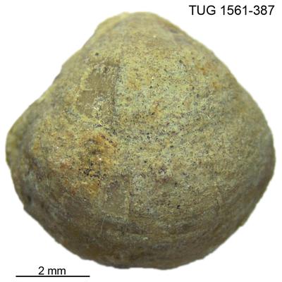 https://files.geocollections.info/large/10/4c/104ca571-88d5-47d5-bd18-da4b814a404c.jpg