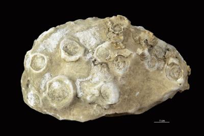 https://files.geocollections.info/large/10/5d/105db692-4a05-48b4-a73c-186687849253.jpg
