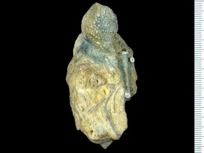 https://files.geocollections.info/large/10/73/1073af98-6fc7-4787-9689-4c8aa9d92428.jpg