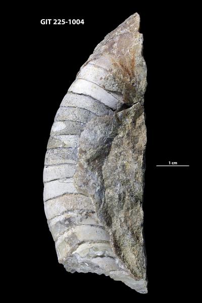 https://files.geocollections.info/large/10/95/10959e89-c918-44bc-a523-fa290722c800.jpg