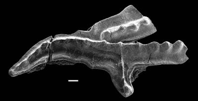 https://files.geocollections.info/large/10/e5/10e51b96-abc3-4905-b313-c3cf321323f4.jpg