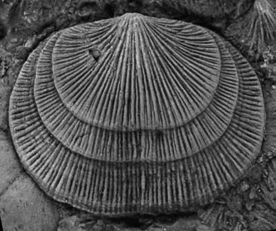 https://files.geocollections.info/large/10/ef/10ef99a8-5d96-499d-a90c-219a4b78788f.jpg