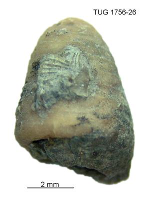 https://files.geocollections.info/large/11/05/11055b06-b5e2-4bf9-8f33-722f668e2e46.jpg