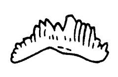 https://files.geocollections.info/large/11/09/1109422e-cdf3-4320-9c9d-ba712feee489.jpg