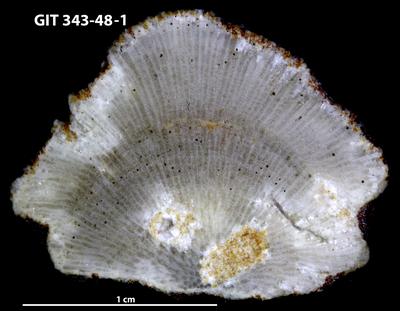 https://files.geocollections.info/large/11/0e/110ef522-bd08-47e5-8f71-b8fc84cfa44e.jpg