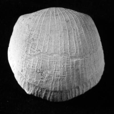 https://files.geocollections.info/large/11/10/11108ceb-900b-4853-9598-4eb76c6a3342.jpg