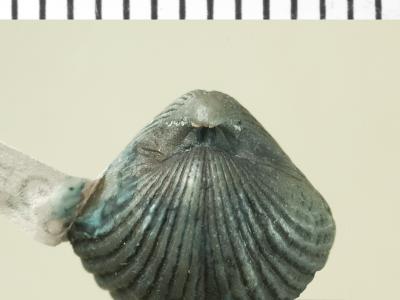 https://files.geocollections.info/large/11/3d/113dbc04-a185-4ac6-87c7-f307457cab6c.jpg