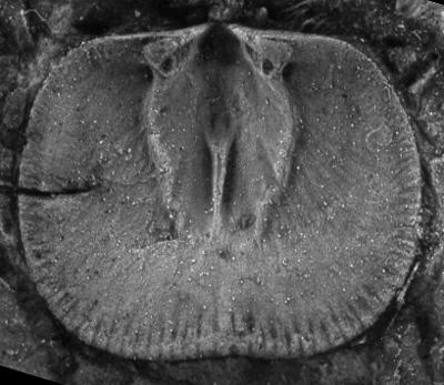 https://files.geocollections.info/large/11/4c/114c28ec-91ed-43cf-b880-724dea6939b0.jpg