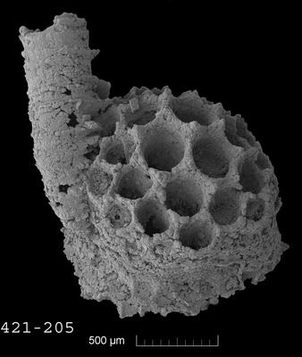 https://files.geocollections.info/large/11/df/11df0bf7-4892-434b-b056-18f2071aa38f.jpg