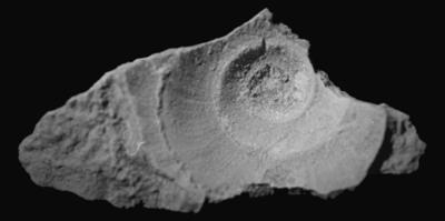 https://files.geocollections.info/large/11/e0/11e0c817-66c4-4c45-bc5f-85057463b657.jpg