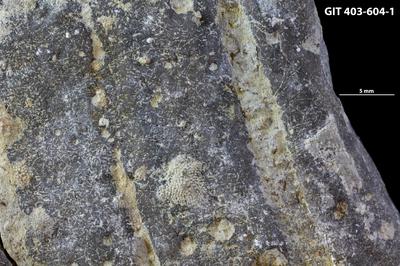 <i></i><br />Ohesaare cliff,  m, Ohesaare Stage