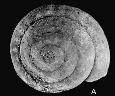 https://files.geocollections.info/large/11/e6/11e6f550-35a6-418c-80e2-42500bec2ca5.jpg