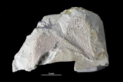 https://files.geocollections.info/large/11/ed/11edf354-9528-4e6c-bad6-b407b7943299.jpg