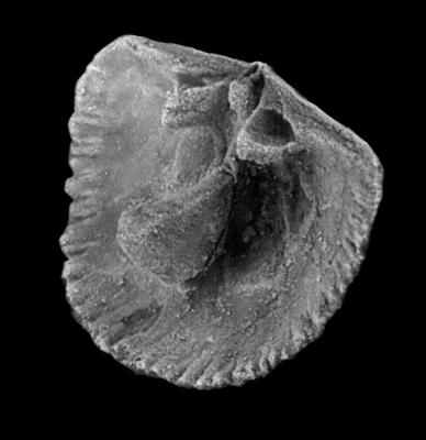 https://files.geocollections.info/large/11/f8/11f8781a-3dcf-4b4a-a0cb-faa6919eb00c.jpg
