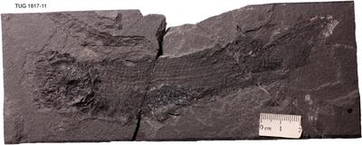 https://files.geocollections.info/large/11/f8/11f8f976-1098-4dad-9b8e-0c8368971a96.jpg