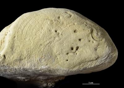 <i>Trypanites isp.</i><br />Kasti, Saaremaa,  m, 