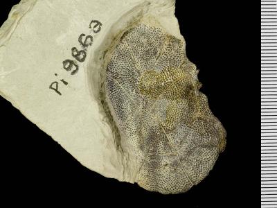 https://files.geocollections.info/large/12/1d/121db431-1461-4f84-8f8d-ae5453880881.jpg