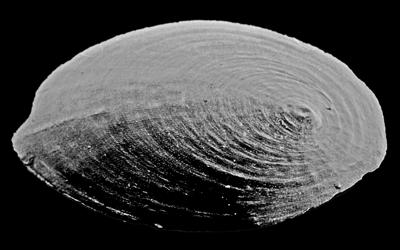 https://files.geocollections.info/large/12/1f/121f267b-3bab-40f2-832b-eb3b1d2ff073.jpg