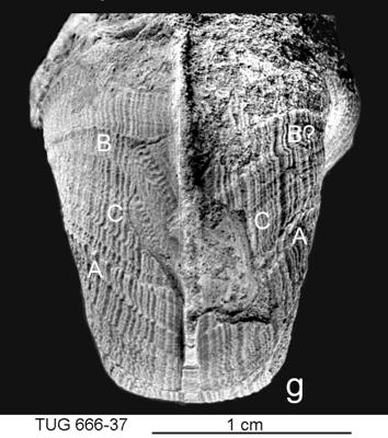 https://files.geocollections.info/large/12/26/12265dba-f9be-45a5-b39b-bd552d5f58e2.jpg